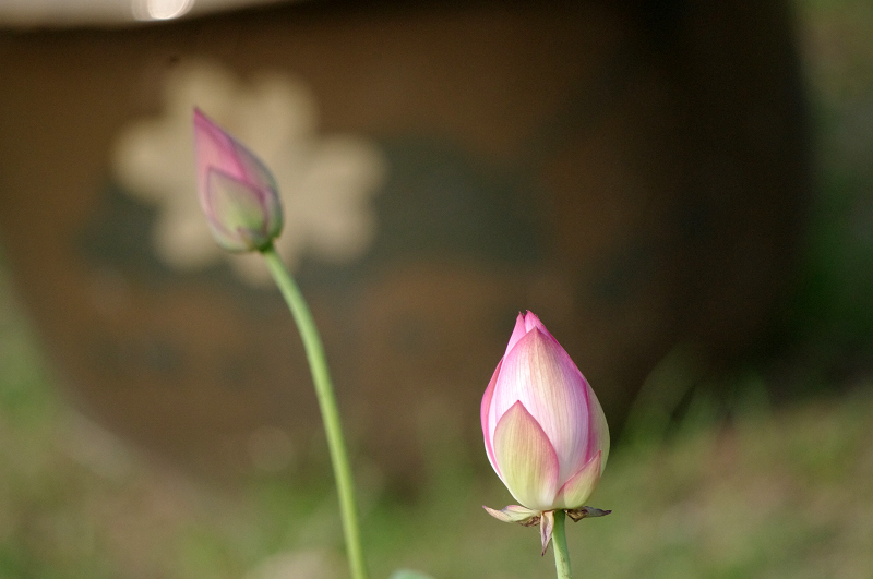 imgp0615.jpg