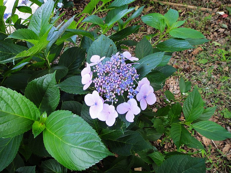 dsc05467.jpg