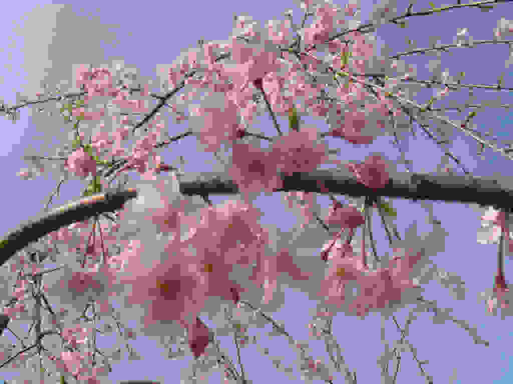 dsc05709.jpg