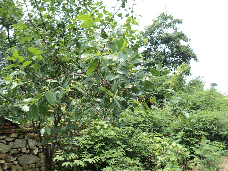 dsc04778_.jpg