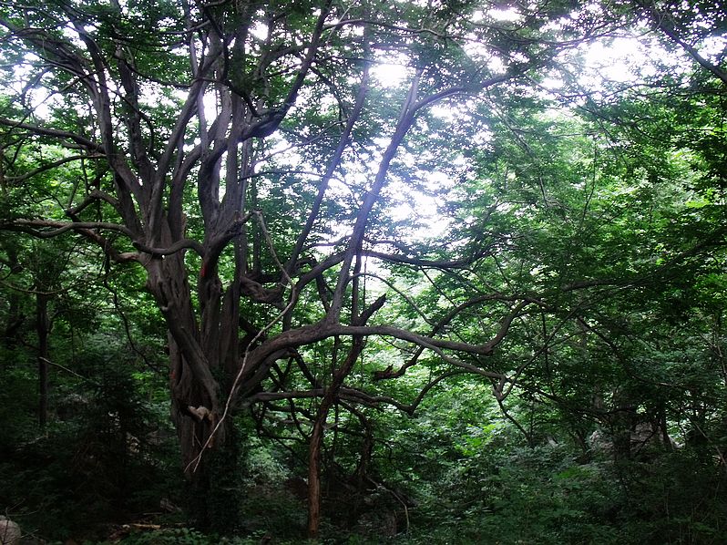 Ƭ 018.jpg