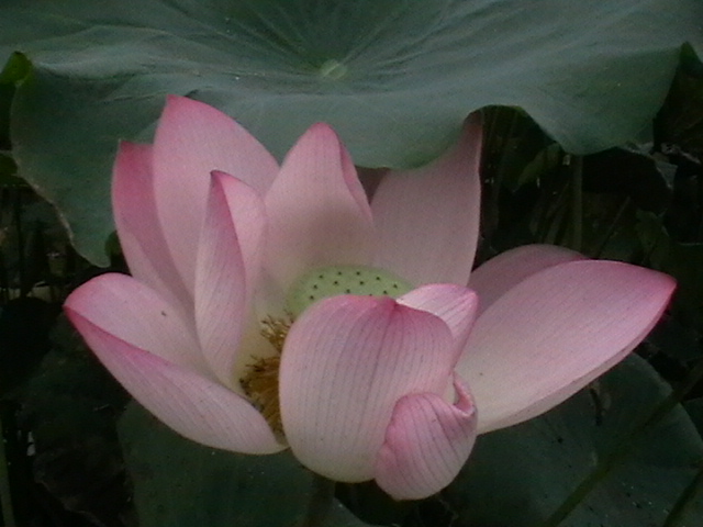 imga0288.jpg