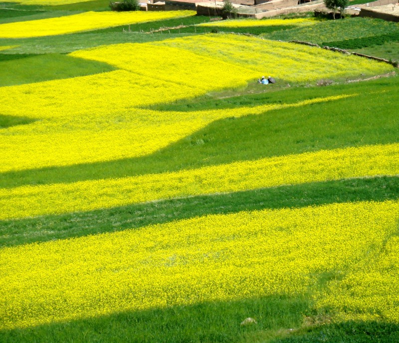 conew_dsc06904n.jpg