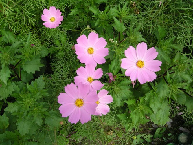 dscn4513.jpg