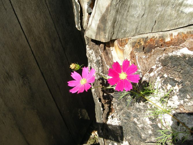 dscn4542.jpg