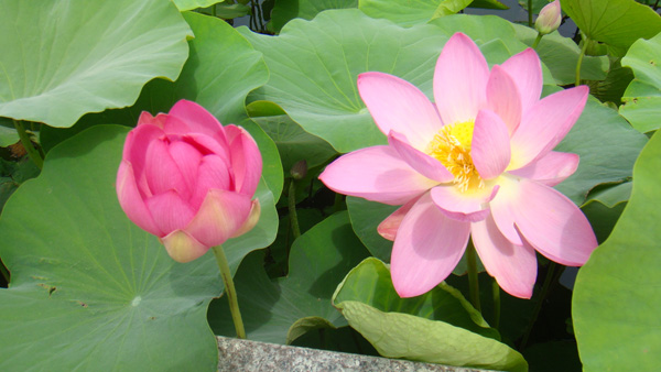 dsc04339.jpg