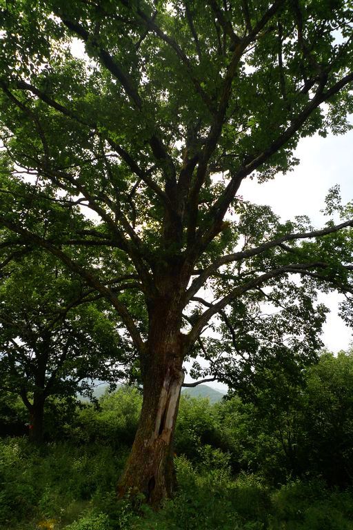 p1080432.jpg