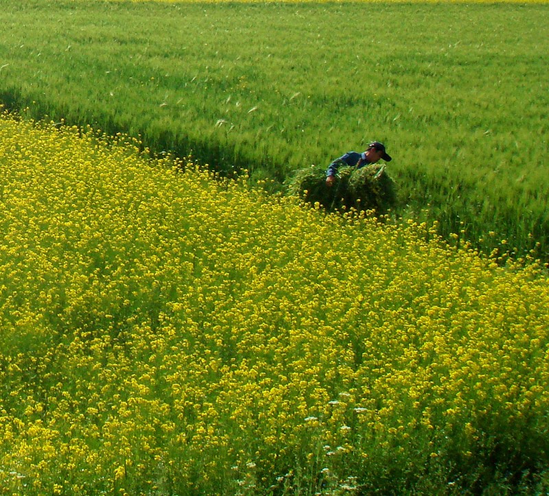 conew_dsc07430n.jpg