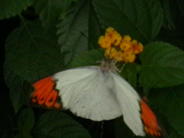imga0110.jpg