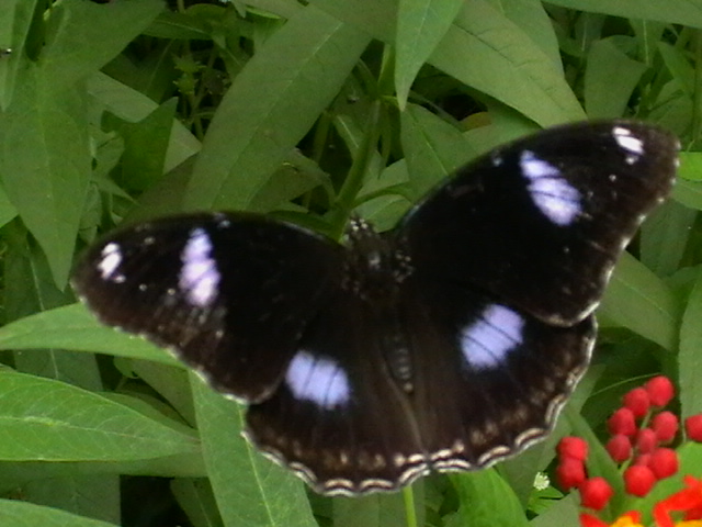 imga0130.jpg