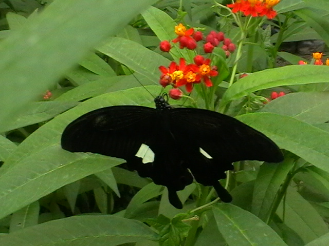 imga0132.jpg