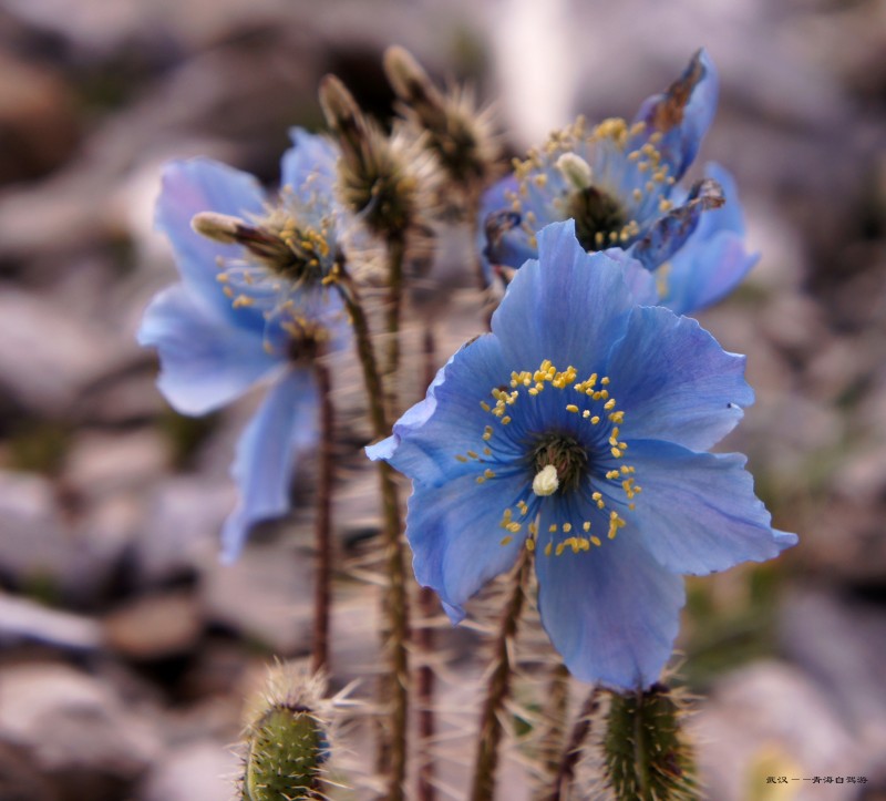 conew_dsc06394n.jpg