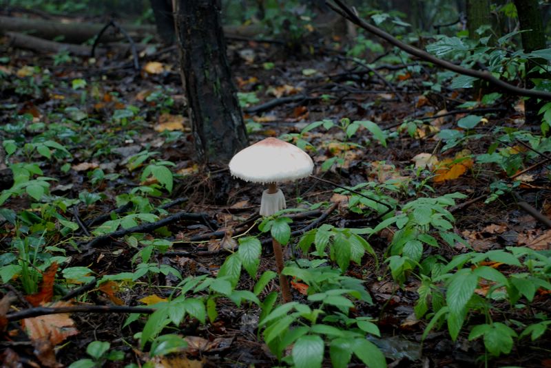 dsc_7796.jpg