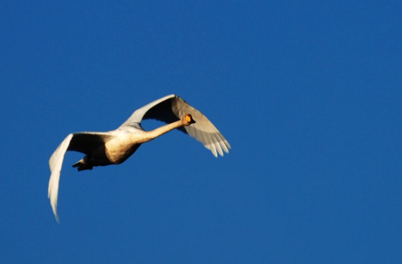 dsc_0379.jpg