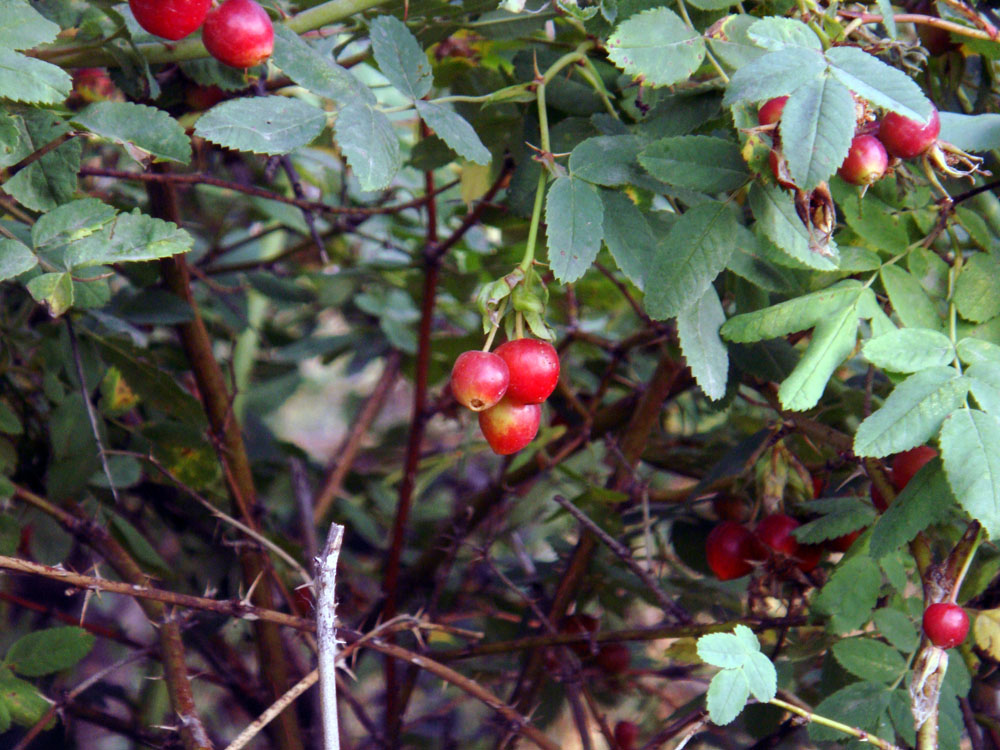 dsc06240.jpg