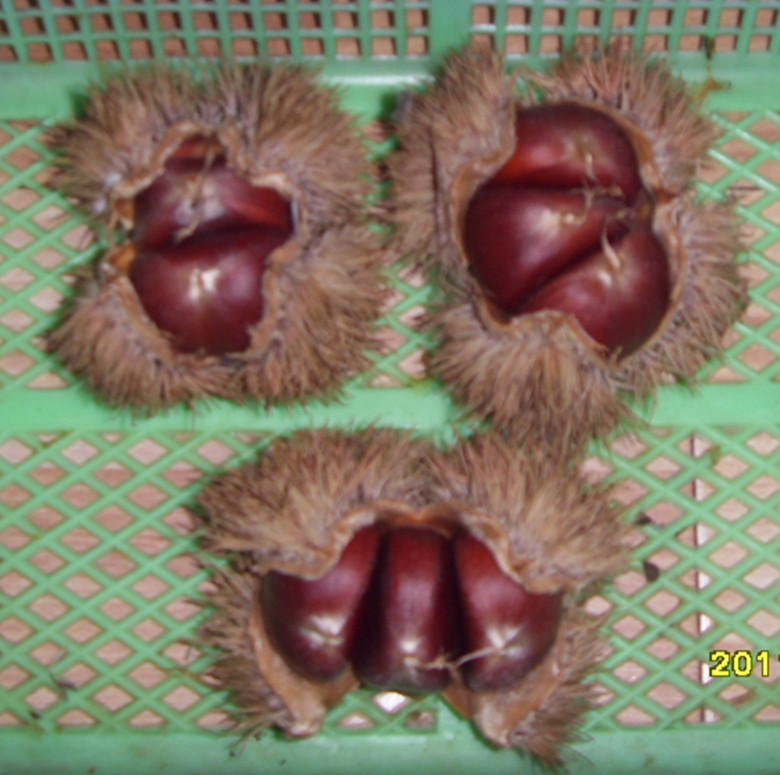 sdc12810_.jpg