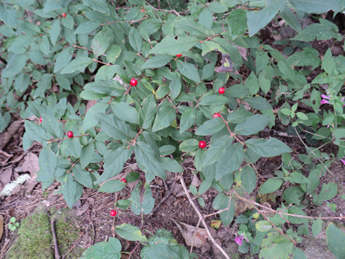 dsc06031_.jpg