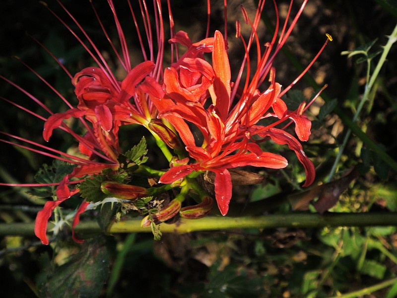 s73f0348.jpg