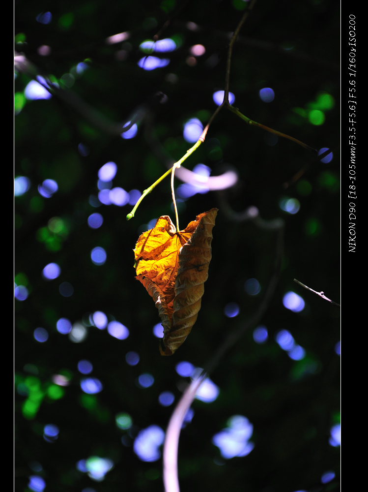 dsc_016112.jpg