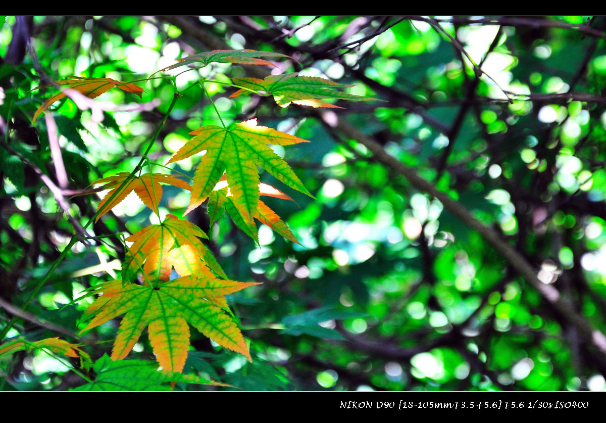 dsc_0158.jpg