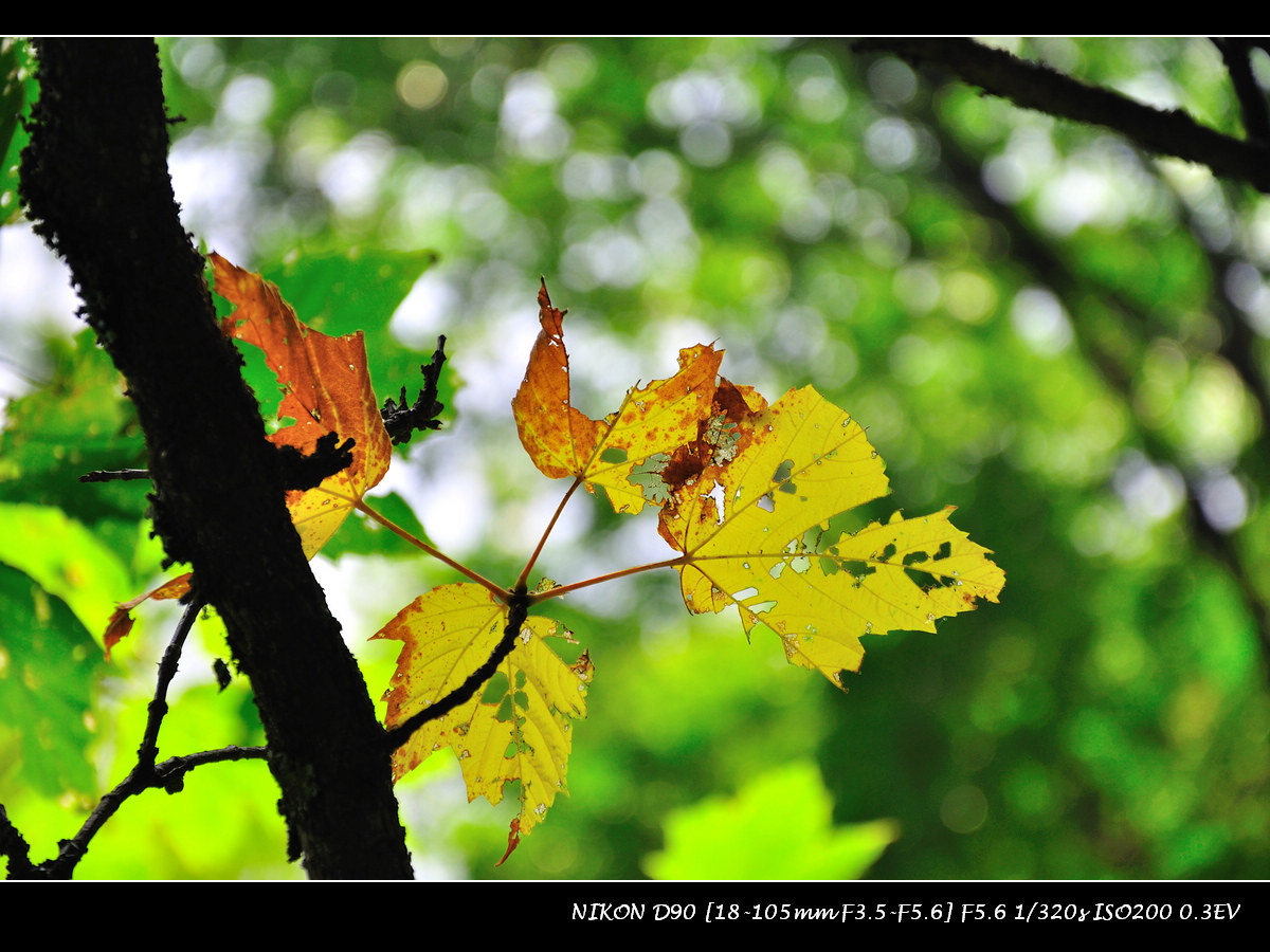 dsc_0226.jpg