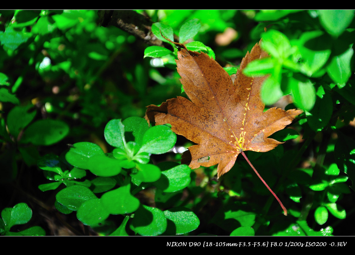 dsc_0317.jpg