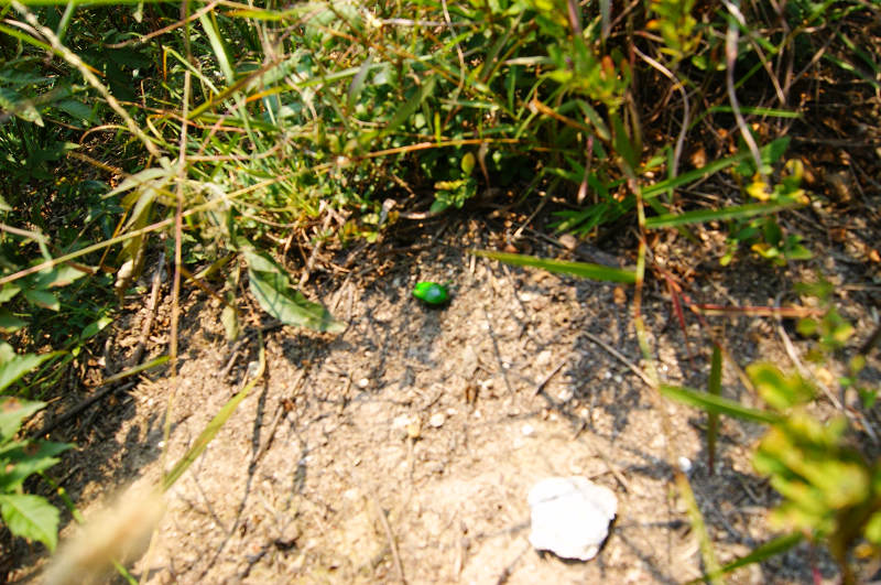 dsc09416.jpg
