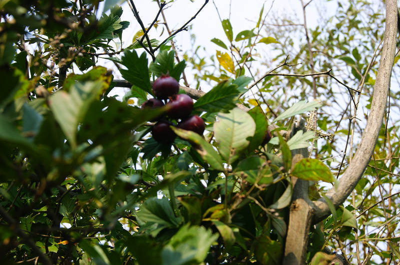 dsc09436.jpg