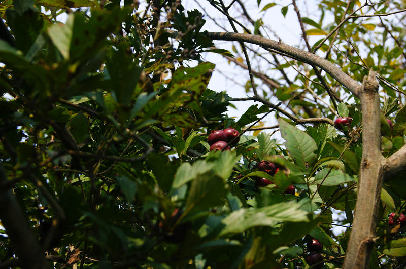 dsc09435.jpg