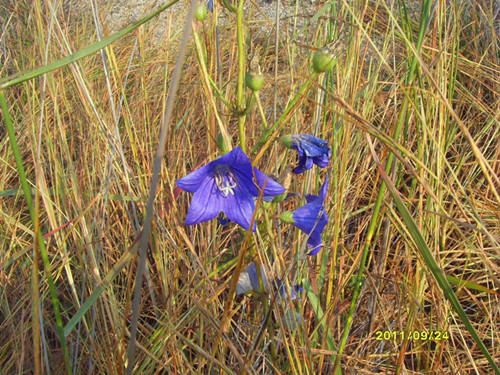sdc12823__.jpg