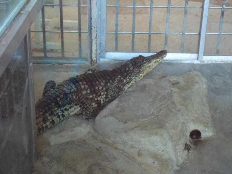 sdc10141.jpg