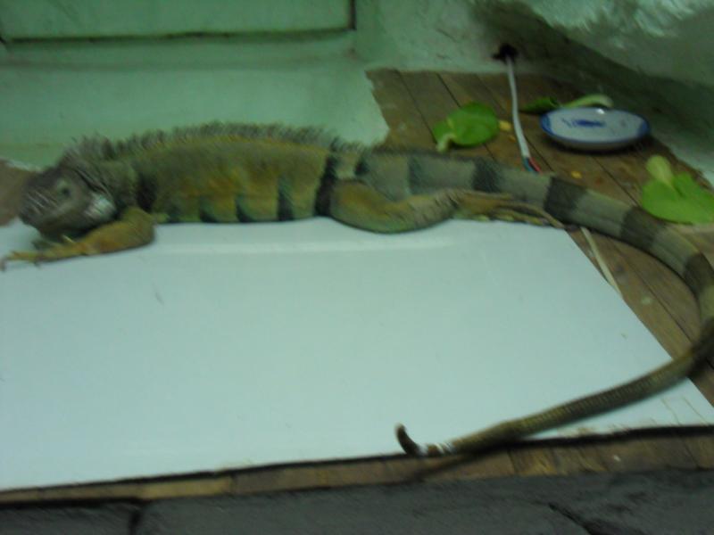 sdc10150.jpg