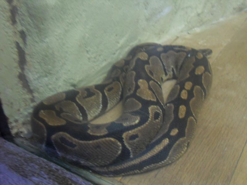 sdc10153.jpg