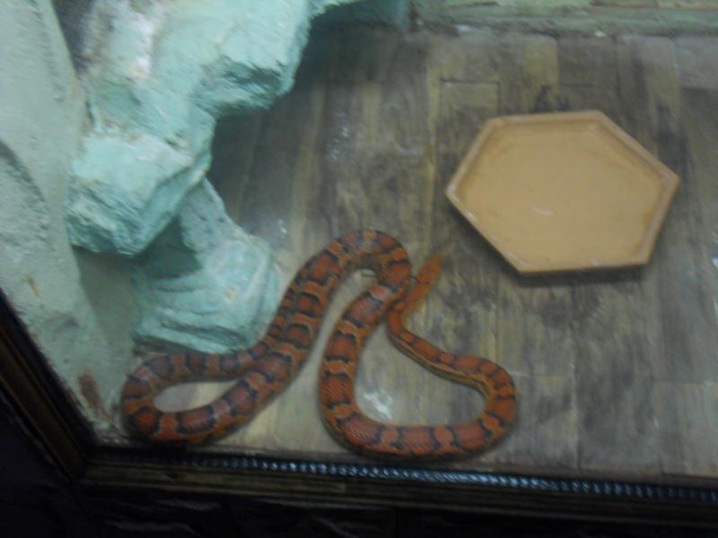 sdc10172.jpg