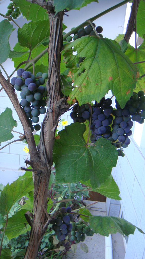 dsc05843.jpg