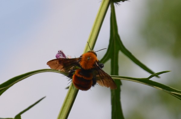 dsc_0786_.jpg
