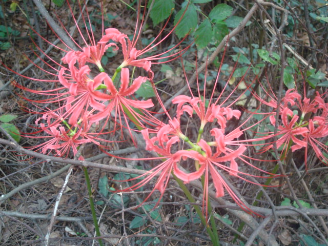 dsc09865.jpg