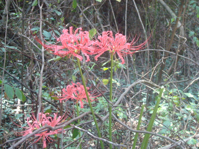 dsc09863.jpg