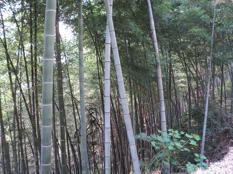 dsc05878_.jpg