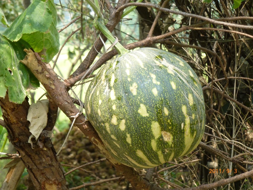p1010164.jpg