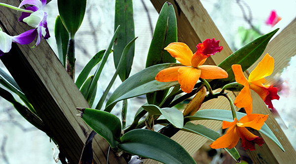 _dsc9418.jpg