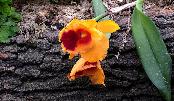 _dsc9523a.jpg