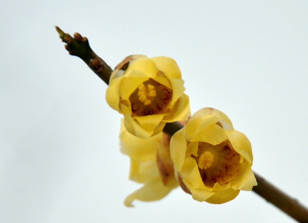 dsc_0184.jpg