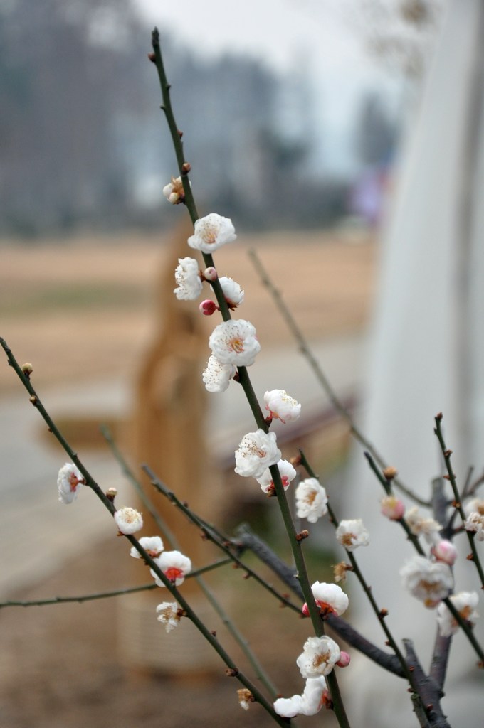 dsc_0169.jpg