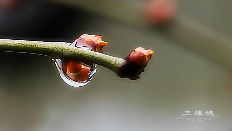 dsc_6495.jpg