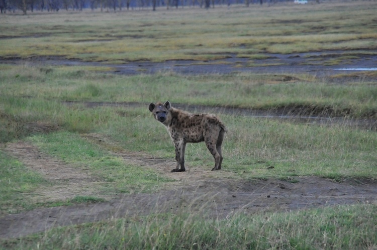 neo_img_dsc_0062.jpg
