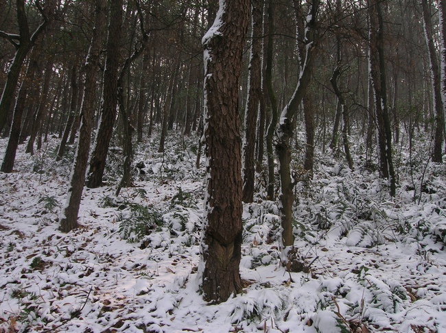 dscn4518.jpg
