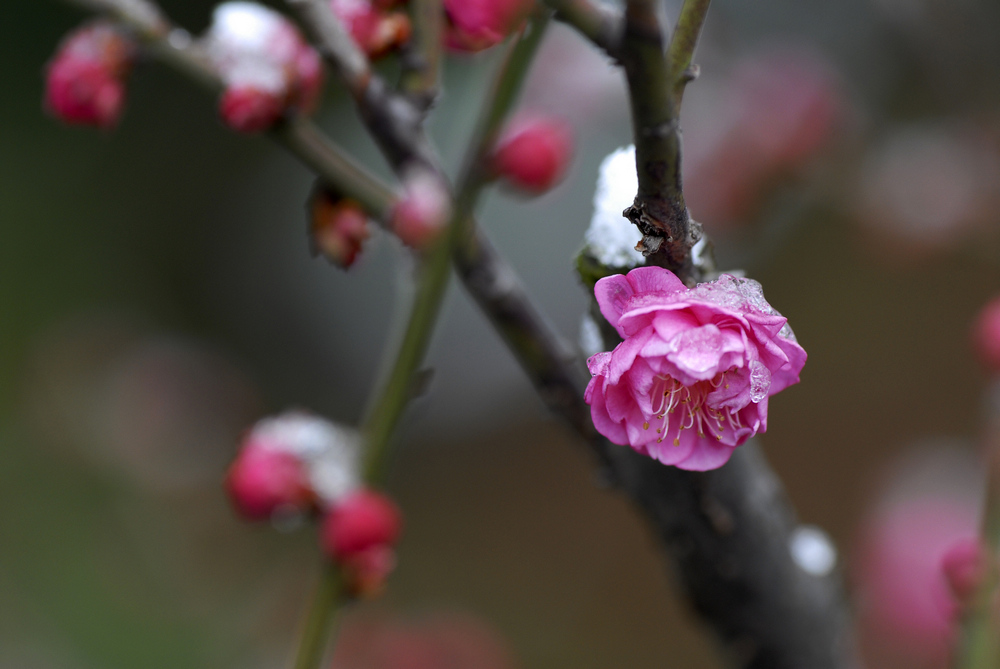 _dsc8717.jpg