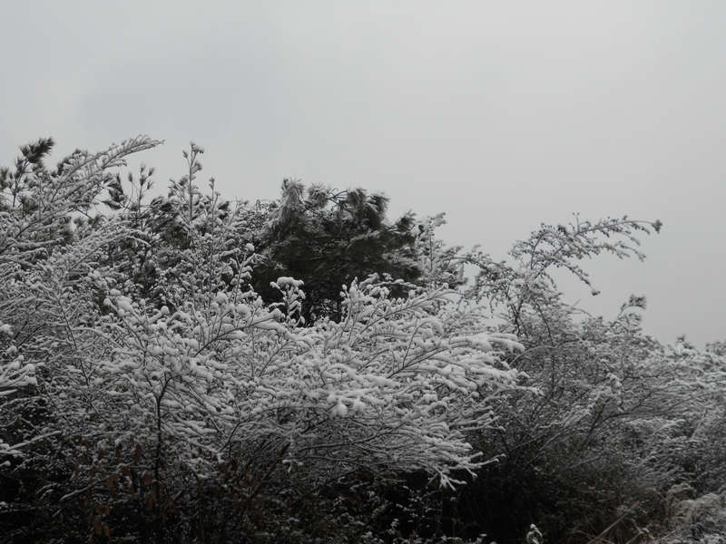 ۺ 2953.jpg