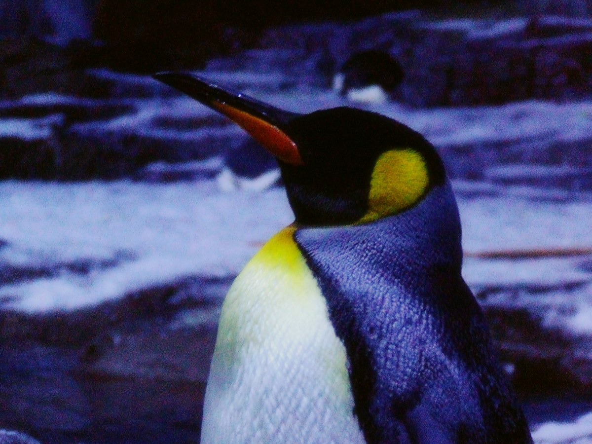 dscf7267.jpg
